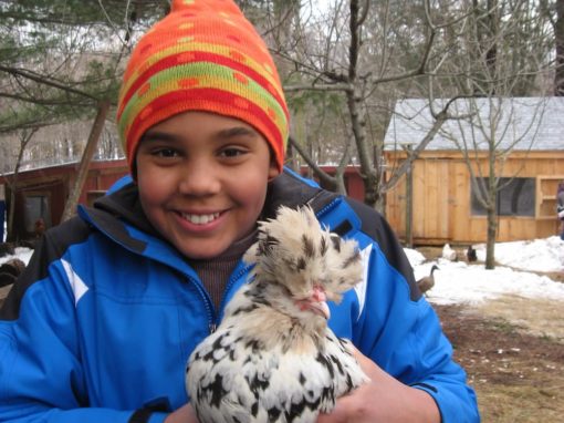 a child on a farm, holding a chicken